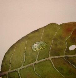 painting a leaf