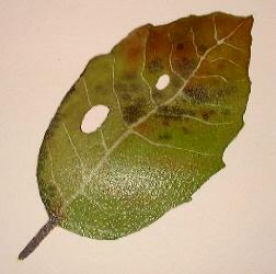 painting realistic leaves