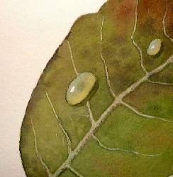 watercolor leaf demo