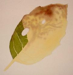 painting tree leaves, watercolor tutorial