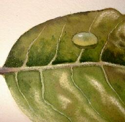 how to paint leaves