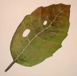 painting a tree leaf, watercolor art demonstration