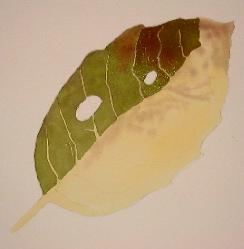 learn to paint leaves