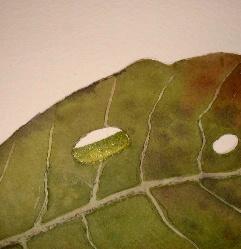 how to paint leaf, rain drop, watercolor how to