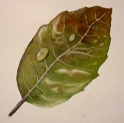 leaf art, painting leaves, watercolor instruction