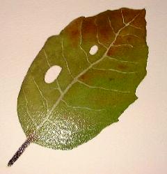 leaf veins