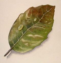 how to paint leaves, free watercolor lessons