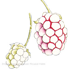 blackberries, free watercolor art instruction