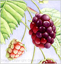 painting nature, watercolor underpainting, blackberries