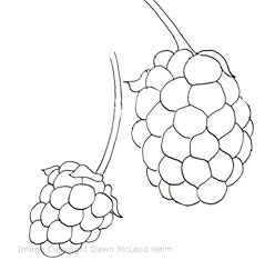 line drawing, wild blackberries