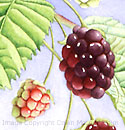 painting nature, watercolor underpainting, blackberries, watercolor art instruction