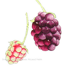 painting nature, wild blackberries, free watercolor art instruction