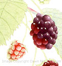painting nature, watercolor underpainting, blackberries