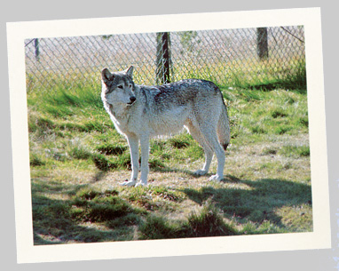 wolf painting demo, acrylic wildlife lesson, painting in acrylics